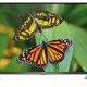 TCL 32S615 TV 81,3 cm (32